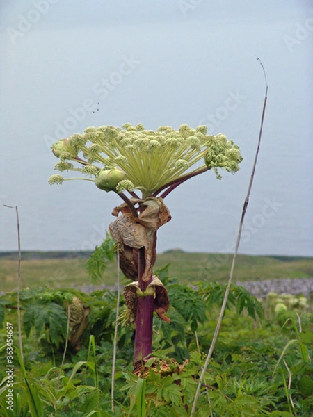 Obraz エゾニュウ