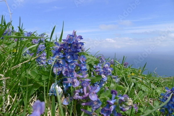 Obraz エゾエンゴサク