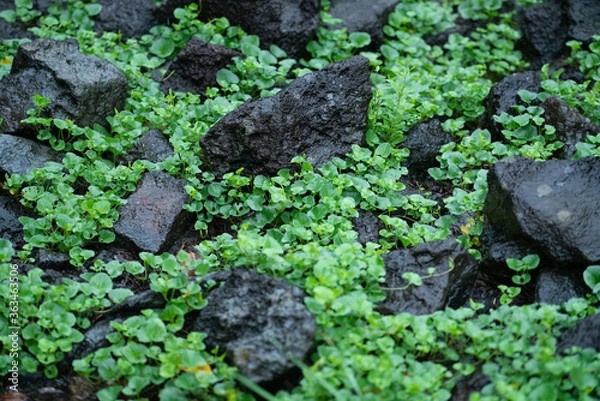 Obraz 雨に濡れる植物