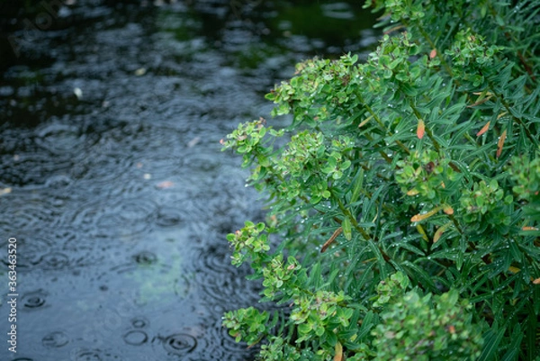 Obraz 雨と植物