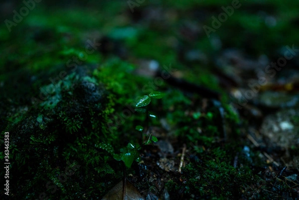 Fototapeta 雨に濡れる植物