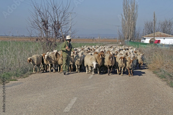 Obraz Controlando el rebaño