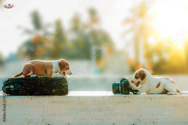 Obraz The Photographer