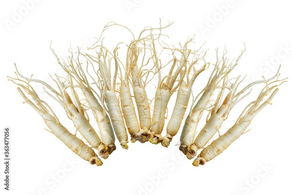 Obraz 한국의 건강 약재 인삼 뿌리