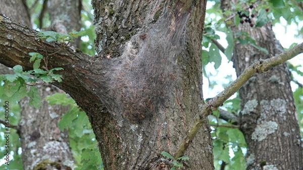 Fototapeta Eichen Processionary Spinner