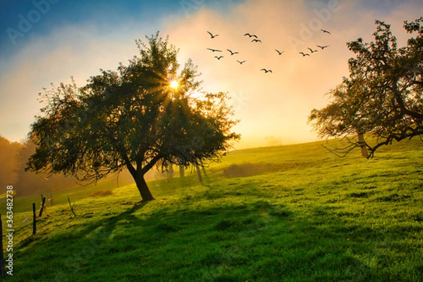 Fototapeta sunset in the field with mist and fog in the background and birds in the sky