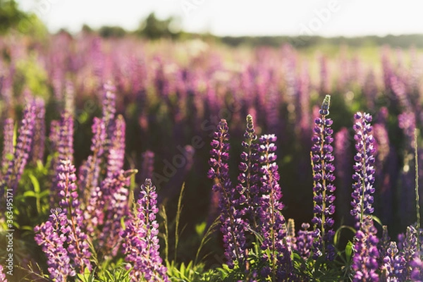 Fototapeta A summer lupines field in sunset light.