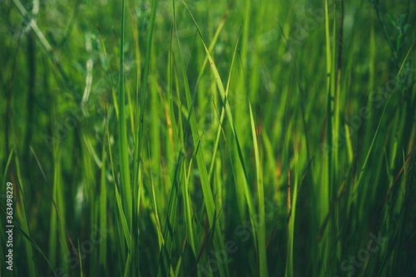 Fototapeta Green background of the grass, freshness, summer, texture