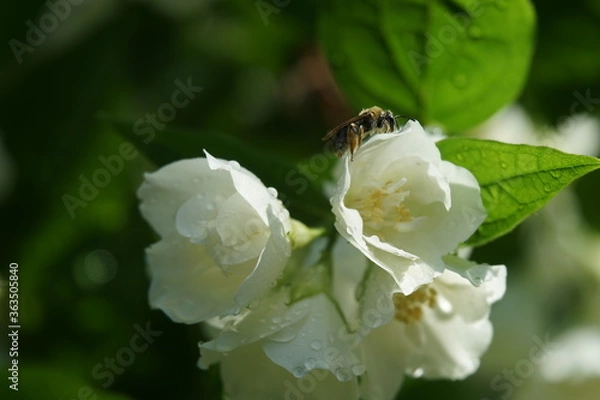 Obraz Bee on the jasmine flower