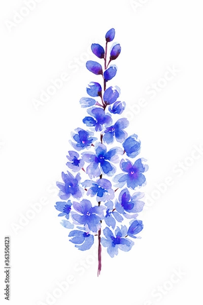 Fototapeta Niebieskie kwiaty Delphinium malowane akwarelą na białym tle
