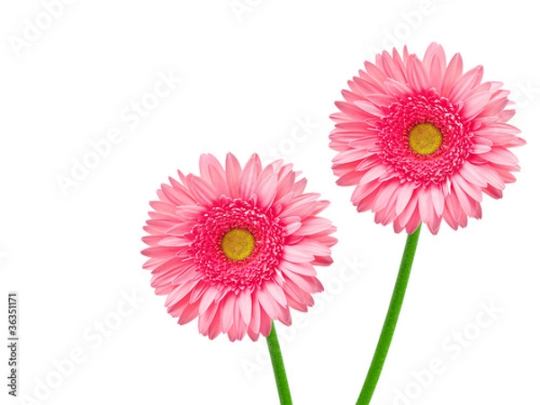 Obraz gerber flower isolated on white background