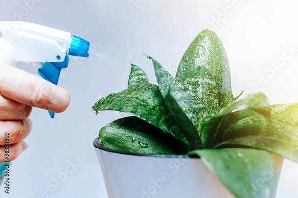Obraz Closeup of man's hand spraying water on houseplants. Flower head watered from a watering can on white background.