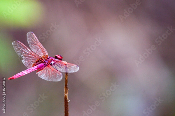 Fototapeta red dragonfly on a branch