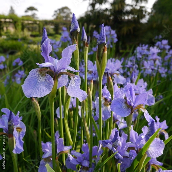 Fototapeta Blue flower iris