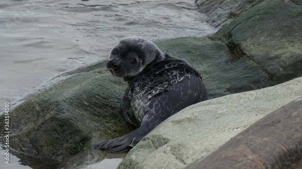 Obraz seal pup on the beach