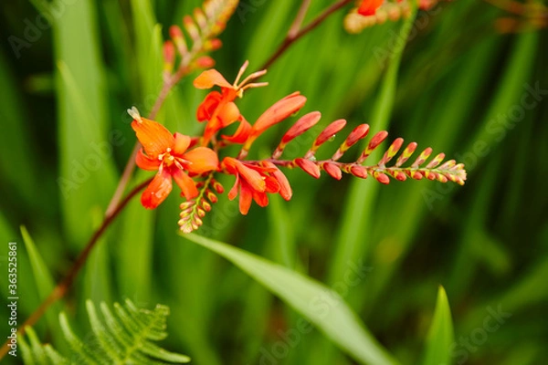 Obraz Crocosmia