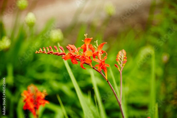 Obraz Crocosmia