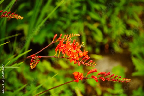 Obraz Crocosmia