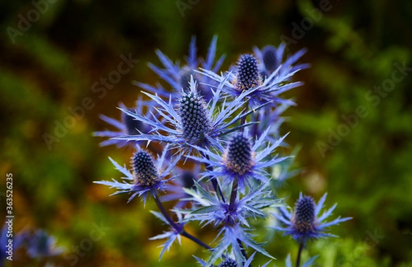 Obraz Sea Holly