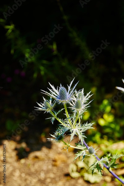 Obraz Sea Holly