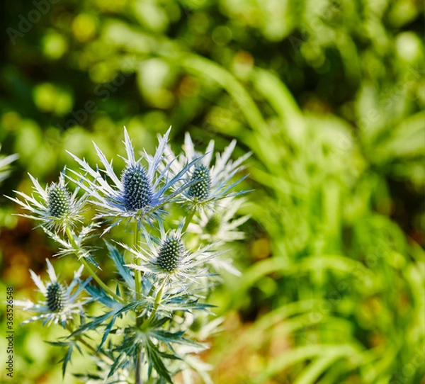 Obraz Sea Holly