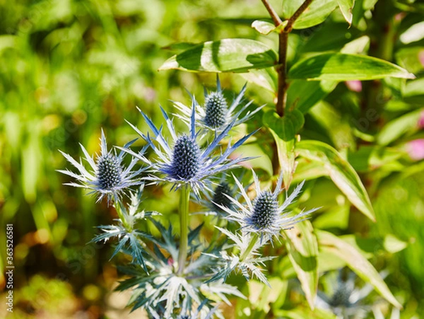 Obraz Sea Holly