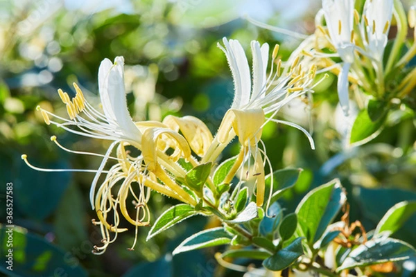 Fototapeta Flowering white-yellow Honeysuckle(Woodbine). Lonicera japonica, known as Japanese honeysuckle and golden-and-silver honeysuckle