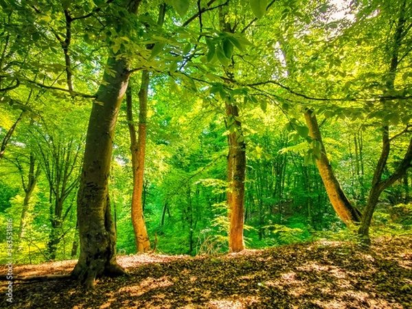 Obraz autumn in the forest