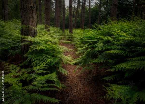 Obraz summer fern forest