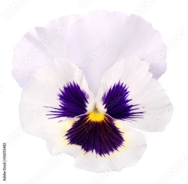 Obraz heartsease on white background