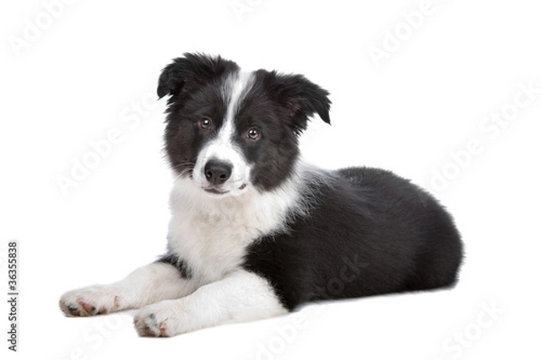 Obraz Border Collie puppy