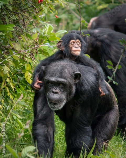 Obraz Chimpanzee Monkey 