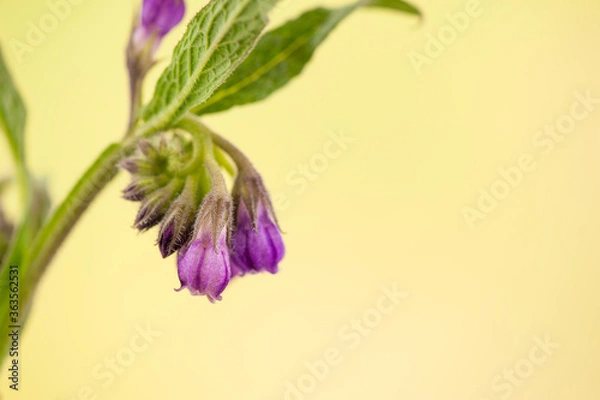 Fototapeta Close -up of purple comfrey. Symphytum officinale
Flower purple of a comfrey on yellow blurred background. 
