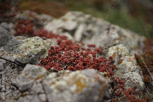 Fototapeta A close -up of some high-mountain vegetation. It's a cacti-like red plant. The photo is taken from the summit of Stara Planina, Bulgaria.