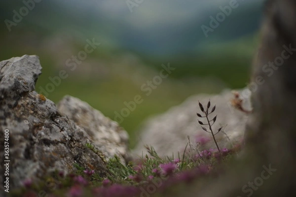 Fototapeta A close-up of some high-mountain vegetation. The photo is taken from the summit of Stara Planina (Balkan Mountain), Bulgaria.