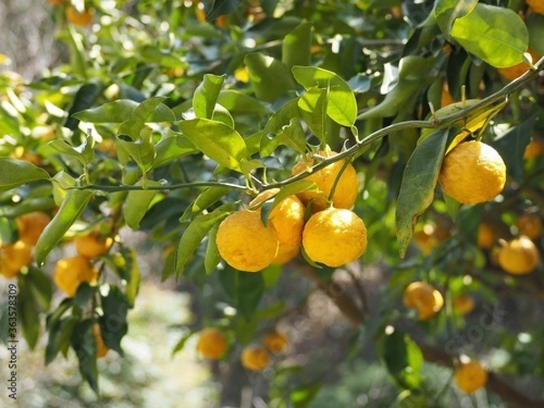 Fototapeta 冬の果樹園にたわわに実った柚子