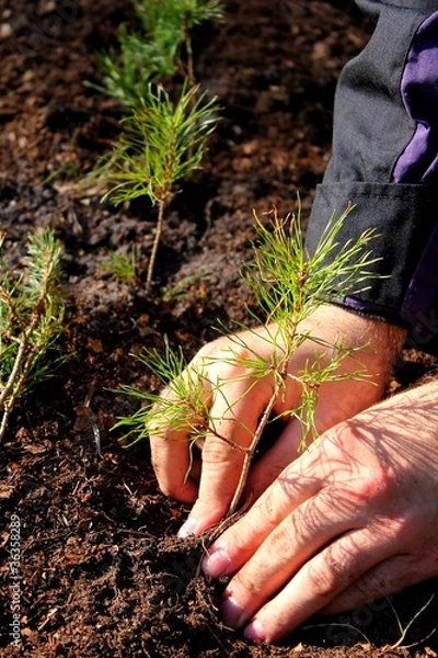 Obraz Planting a tree