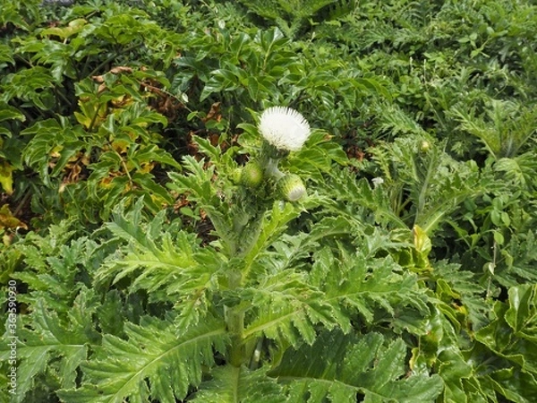 Fototapeta 沖縄本島最北端の辺戸岬に咲くシマアザミの白い花