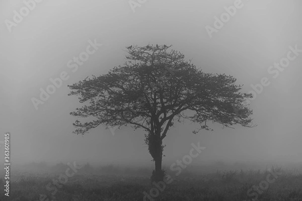 Obraz Foggy field landscape with strange shape tree
