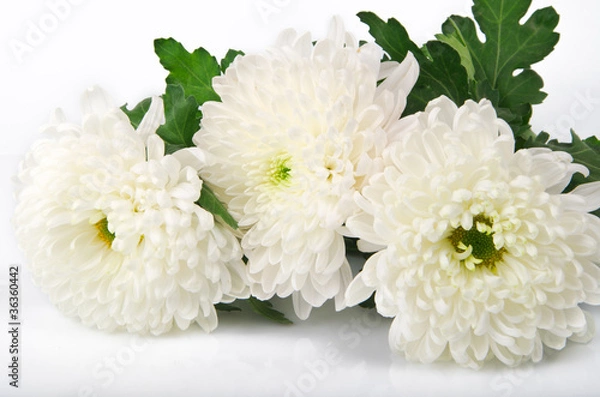 Obraz three white chrysanthemums