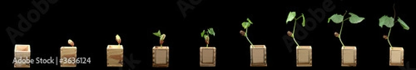 Obraz Growing bean