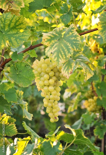 Fototapeta Grapevine