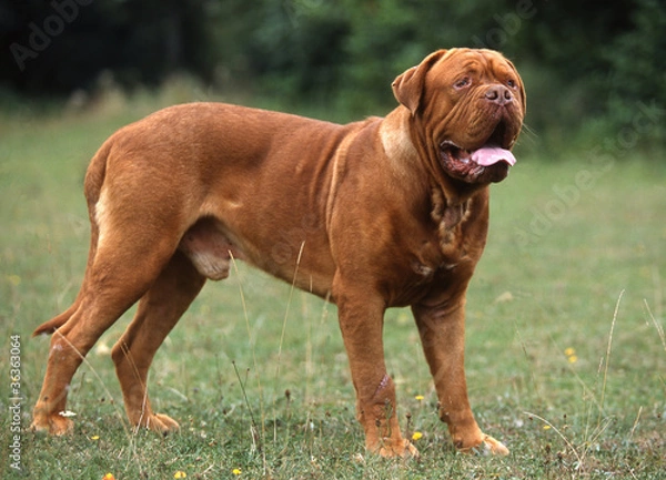 Obraz dogue de bordeaux de profil