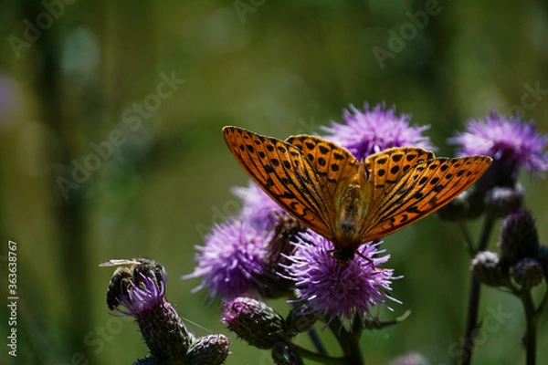 Obraz Schmetterling auf Distel