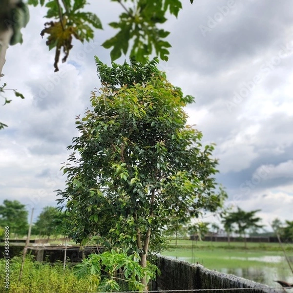 Obraz tree in the garden