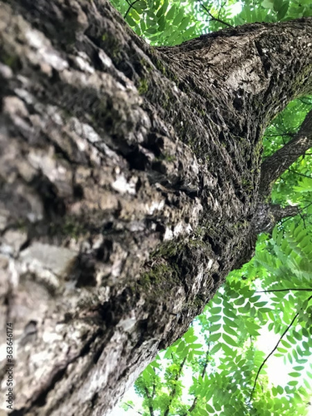 Obraz Tree bark close up