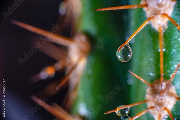 Fototapeta Macro closeup to the spines of a cactus with small drops on its spines