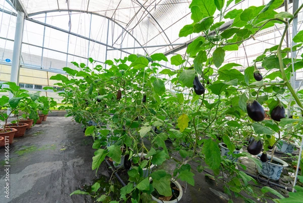 Obraz Eggplant grown in modern agricultural greenhouses.