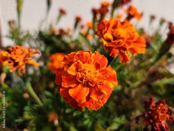 Fototapeta orange flowers in garden