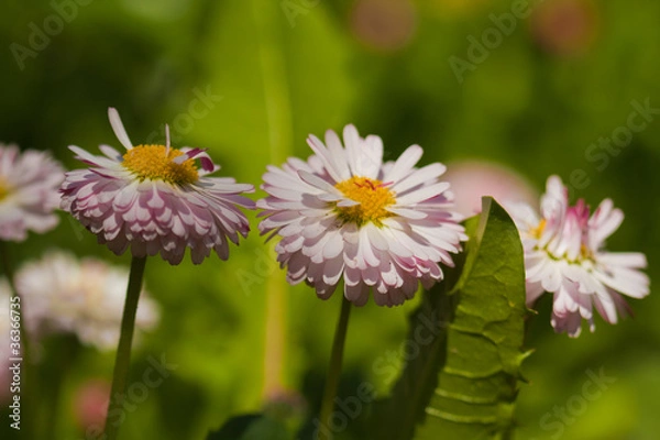 Fototapeta Chamomile close-up macro
